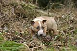 BULL TERRIER MINIATURE 258